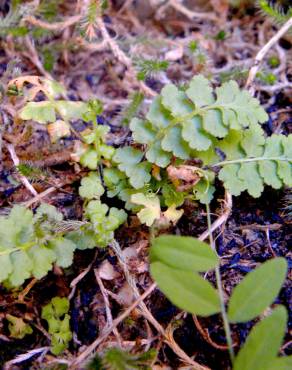 Fotografia 1 da espécie Asplenium petrarchae subesp. petrarchae no Jardim Botânico UTAD