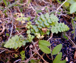 Fotografia da espécie Asplenium petrarchae subesp. petrarchae