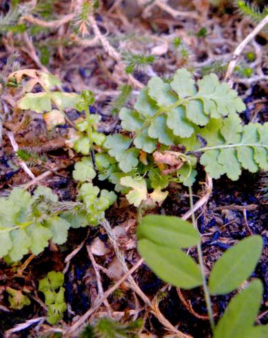 Fotografia de capa Asplenium petrarchae subesp. petrarchae - do Jardim Botânico