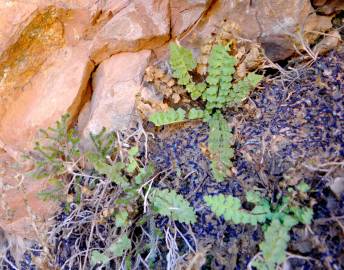 Fotografia da espécie Asplenium petrarchae subesp. petrarchae