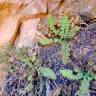 Fotografia 4 da espécie Asplenium petrarchae subesp. petrarchae do Jardim Botânico UTAD