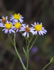 Galatella sedifolia