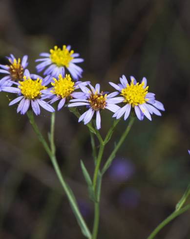 Fotografia de capa Galatella sedifolia - do Jardim Botânico