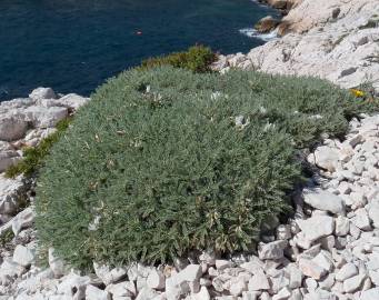 Fotografia da espécie Astragalus tragacantha