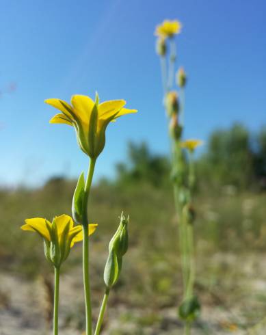 Fotografia de capa Blackstonia acuminata subesp. acuminata - do Jardim Botânico