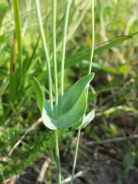 Fotografia da espécie Blackstonia acuminata subesp. acuminata