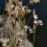 Fotografia 3 da espécie Bufonia macropetala do Jardim Botânico UTAD