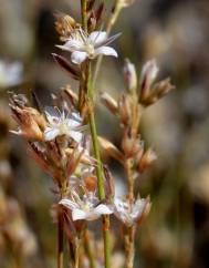 Bufonia macropetala