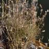 Fotografia 5 da espécie Bufonia macropetala do Jardim Botânico UTAD