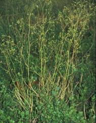 Bupleurum rigidum subesp. rigidum