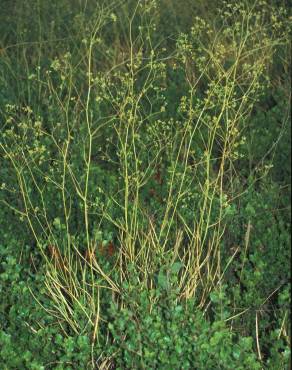 Fotografia 1 da espécie Bupleurum rigidum subesp. rigidum no Jardim Botânico UTAD