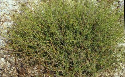 Fotografia da espécie Bupleurum rigidum subesp. rigidum