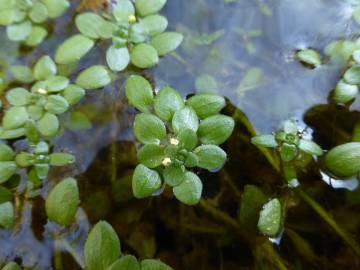 Fotografia da espécie Callitriche brutia