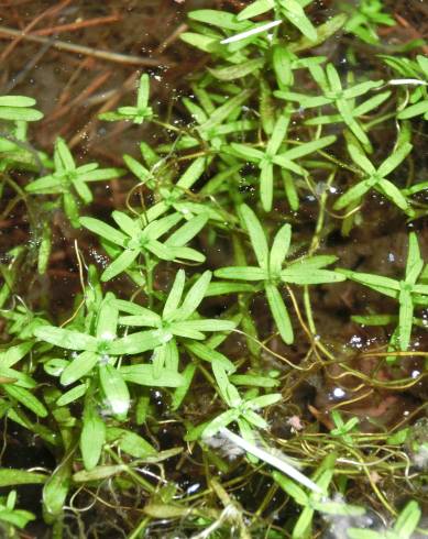 Fotografia de capa Callitriche hamulata - do Jardim Botânico