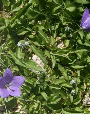 Fotografia 3 da espécie Campanula herminii no Jardim Botânico UTAD