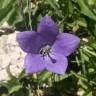 Fotografia 1 da espécie Campanula herminii do Jardim Botânico UTAD