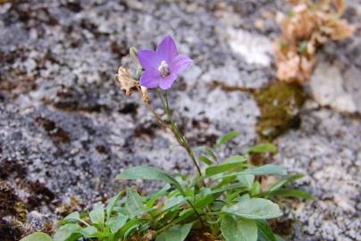 Fotografia da espécie Campanula herminii