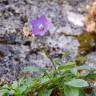 Fotografia 4 da espécie Campanula herminii do Jardim Botânico UTAD