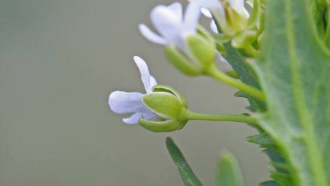 Fotografia da espécie Lepidium draba