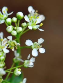 Fotografia da espécie Lepidium draba