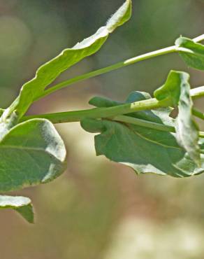 Fotografia 5 da espécie Lepidium draba no Jardim Botânico UTAD