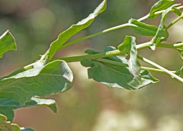 Fotografia da espécie Lepidium draba