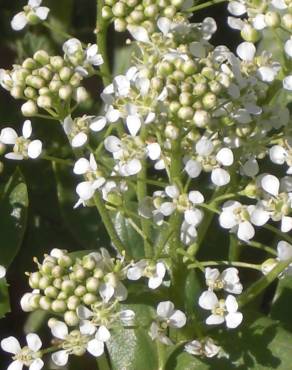 Fotografia 6 da espécie Lepidium draba no Jardim Botânico UTAD