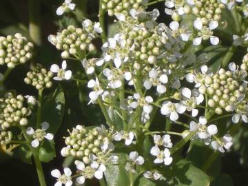 Fotografia da espécie Lepidium draba