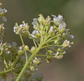 Fotografia da espécie Lepidium draba