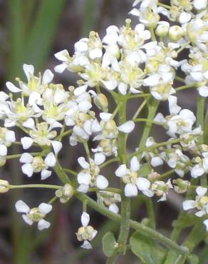 Fotografia 8 da espécie Lepidium draba no Jardim Botânico UTAD