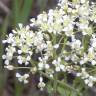 Fotografia 8 da espécie Lepidium draba do Jardim Botânico UTAD