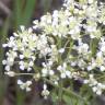 Fotografia 8 da espécie Lepidium draba do Jardim Botânico UTAD