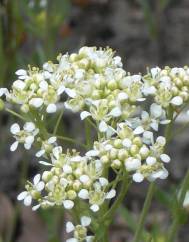 Lepidium draba