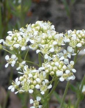 Fotografia 1 da espécie Lepidium draba no Jardim Botânico UTAD