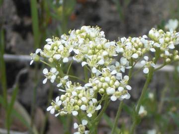 Fotografia da espécie Lepidium draba