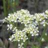 Fotografia 1 da espécie Lepidium draba do Jardim Botânico UTAD