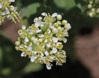 Fotografia da espécie Lepidium draba