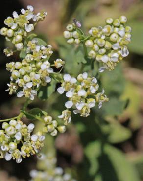 Fotografia 10 da espécie Lepidium draba no Jardim Botânico UTAD