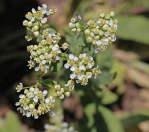 Fotografia da espécie Lepidium draba