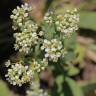 Fotografia 10 da espécie Lepidium draba do Jardim Botânico UTAD