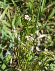 Cardamine parviflora