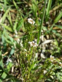 Fotografia da espécie Cardamine parviflora