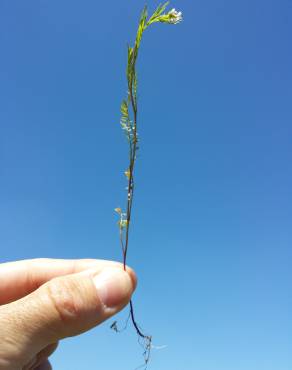 Fotografia 5 da espécie Cardamine parviflora no Jardim Botânico UTAD