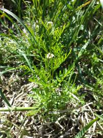 Fotografia da espécie Cardamine parviflora