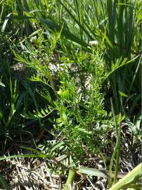 Fotografia da espécie Cardamine parviflora