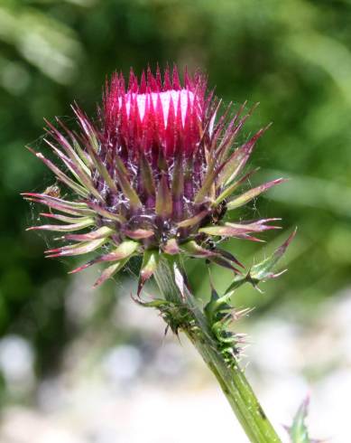 Fotografia de capa Carduus lusitanicus - do Jardim Botânico