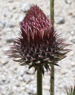 Fotografia 6 da espécie Carduus lusitanicus no Jardim Botânico UTAD