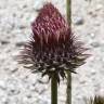 Fotografia 6 da espécie Carduus lusitanicus do Jardim Botânico UTAD