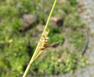 Fotografia da espécie Carex punctata