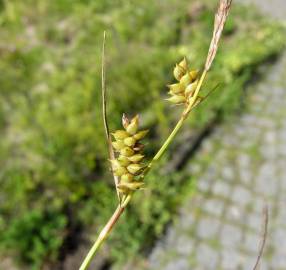 Fotografia da espécie Carex punctata